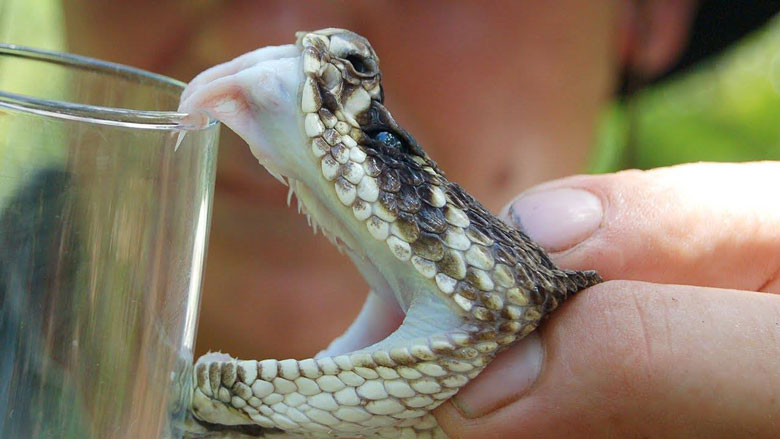 Snake Venom