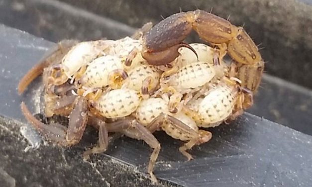Scorpion mother and Brood