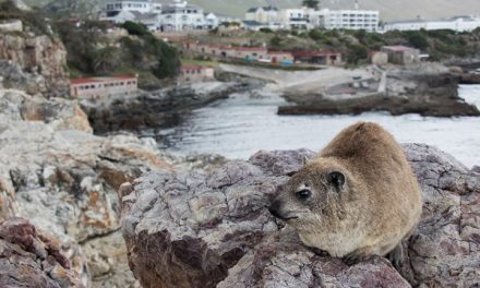 Many of the Dassies in Hermanus occupy prime real estate.  This fella has an uno