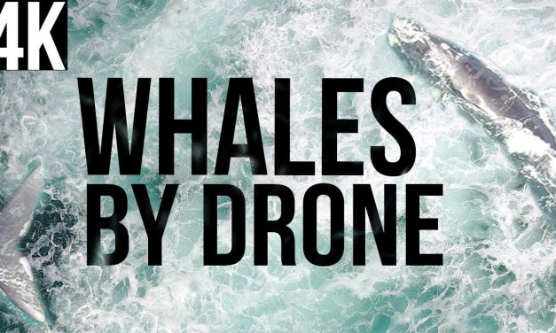 Whales by Drone