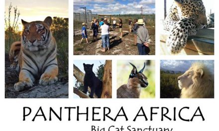 Panthera Africa