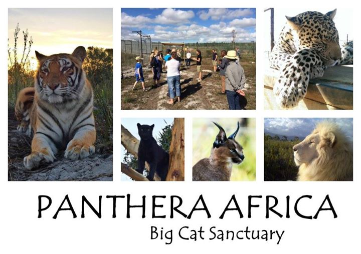 Panthera Africa
