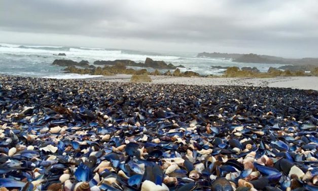 Shells on the Beach at Mossel River, thank you Thinus. It’s a stunning photo