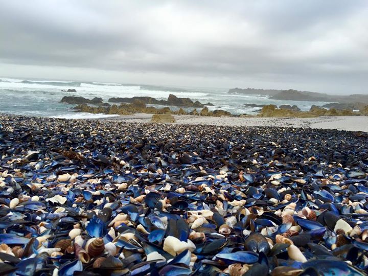 Shells on the Beach at Mossel River, thank you Thinus. It’s a stunning photo